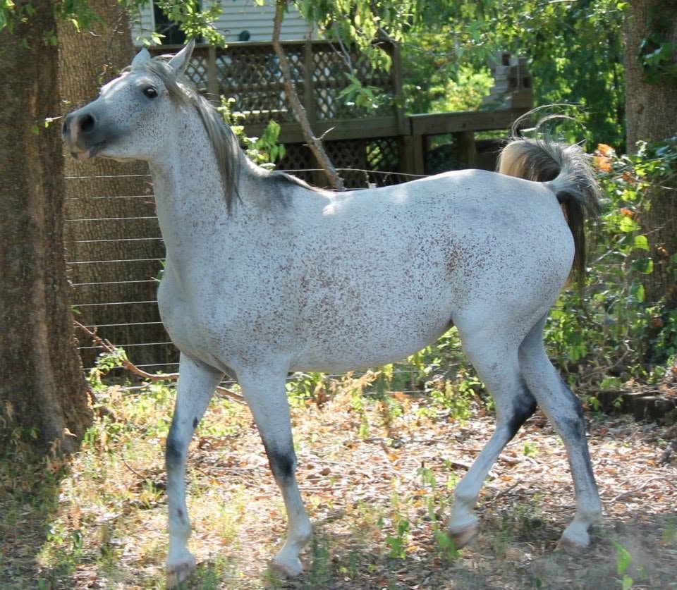 Prairie Mist Dara