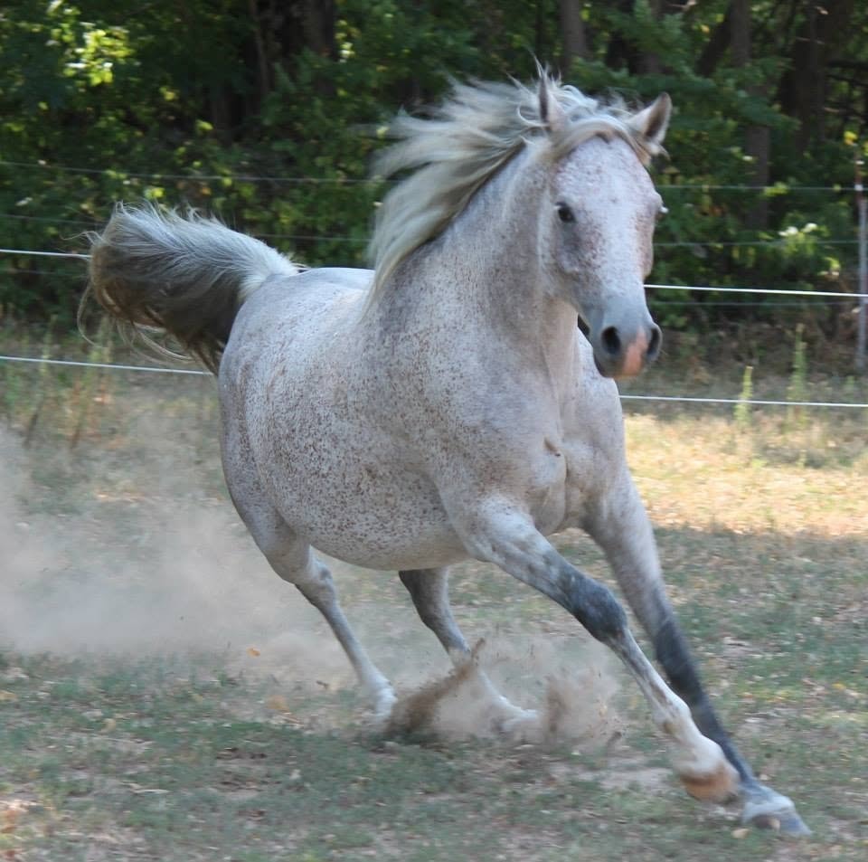 Kansas Ember Rafi