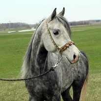 Silver Moon Layla