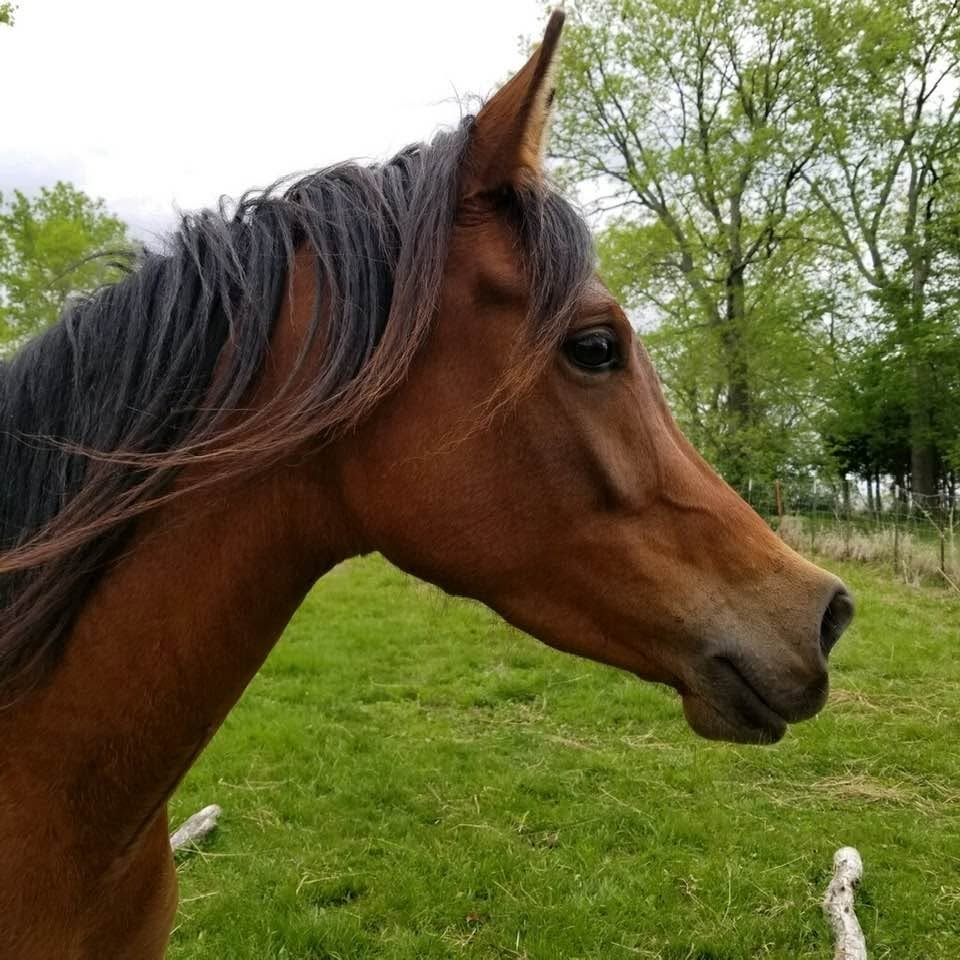 Twin Rivers Ember