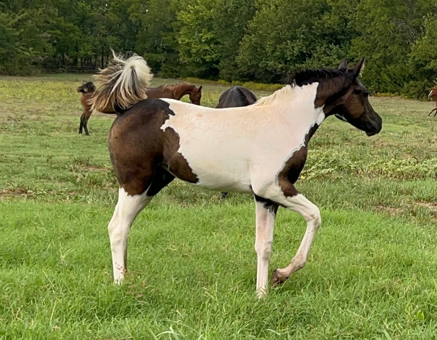 2026 Half Arabian Pinto